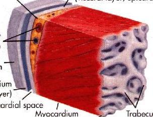 Heart Heart contains three layers of cardiac muscle Epicardium: outermost layer of the heart Myocardium: middle