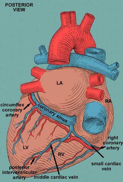 Heart Coronary blood