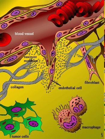 Vascularization: formation of the blood vessels