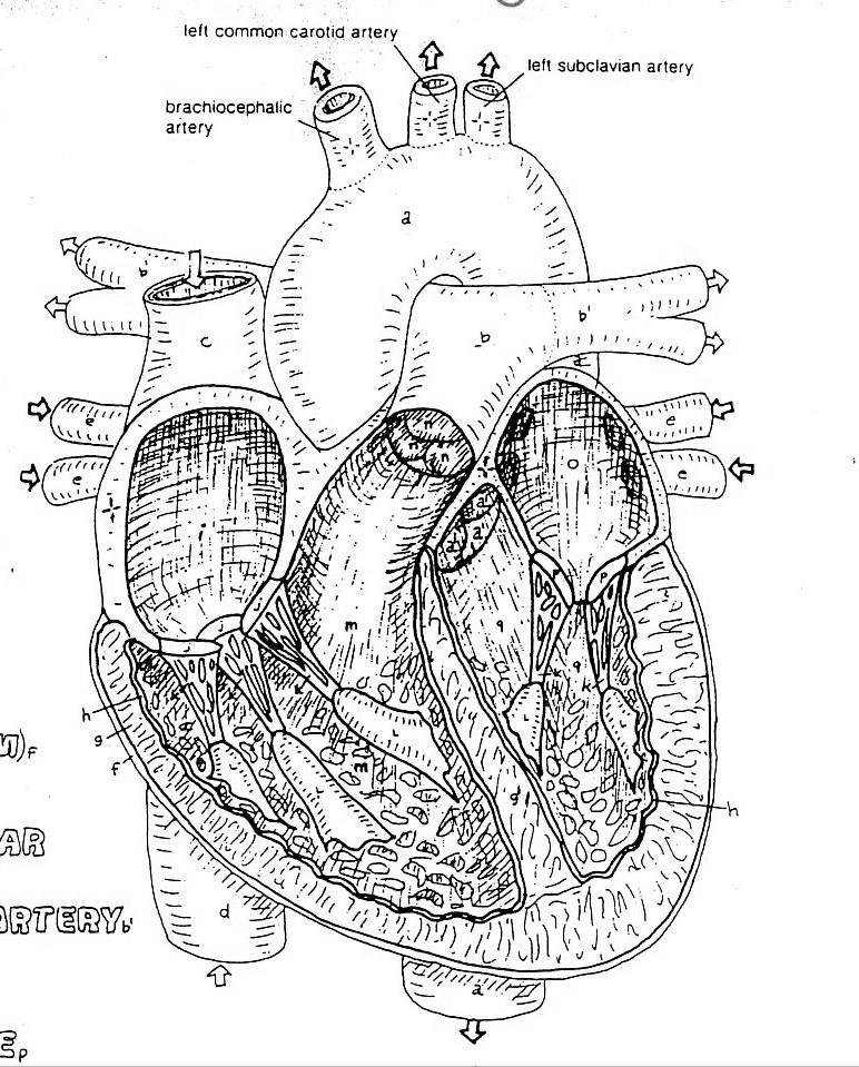 TO UPPER BODY Aorta Superior Vena Cava Pulmonary Arteries FROM UPPER BODY a TO LUNGS Pulmonary Veins FROM LUNGS e e b c b o b e e TO LUNGS Pulmonary