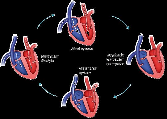 Heart Function The cardiac cycle is a measurement of a single cycle of