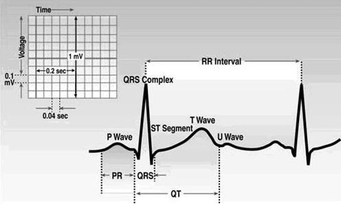 Electrocardiography Basics ST (segment) interval: corresponds to the entire ventricular action potential QT