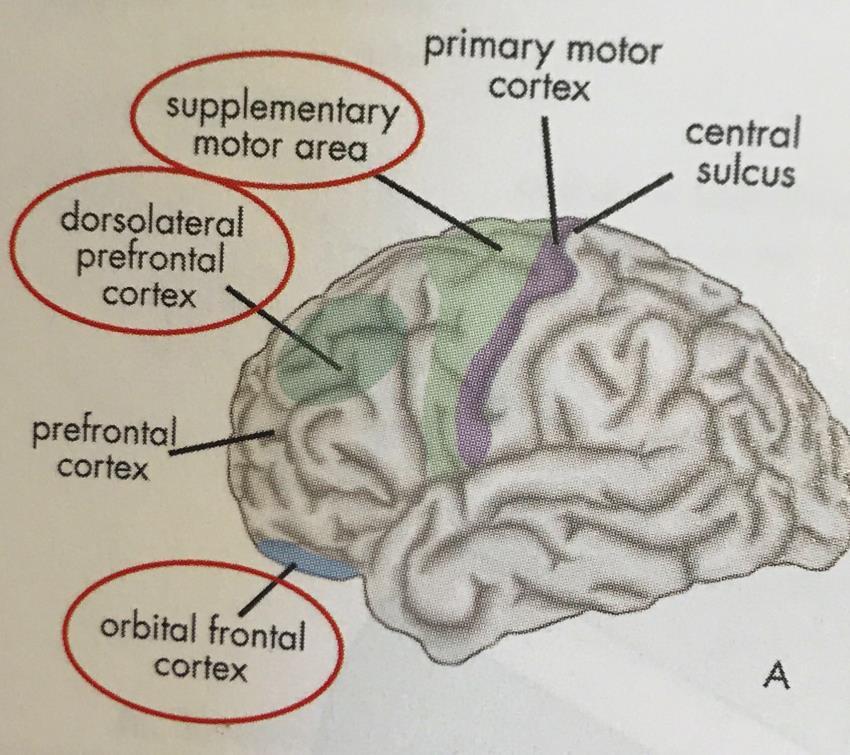 IMPORTANT BRAIN AREAS INVOLVED IN EF At least four different brain regions