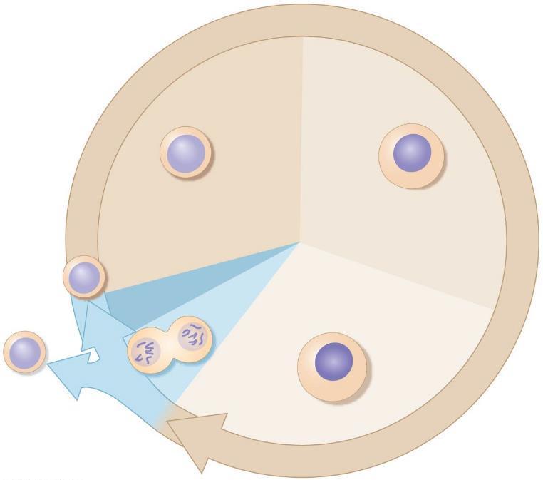 Phases of the Cell Cycle 1.
