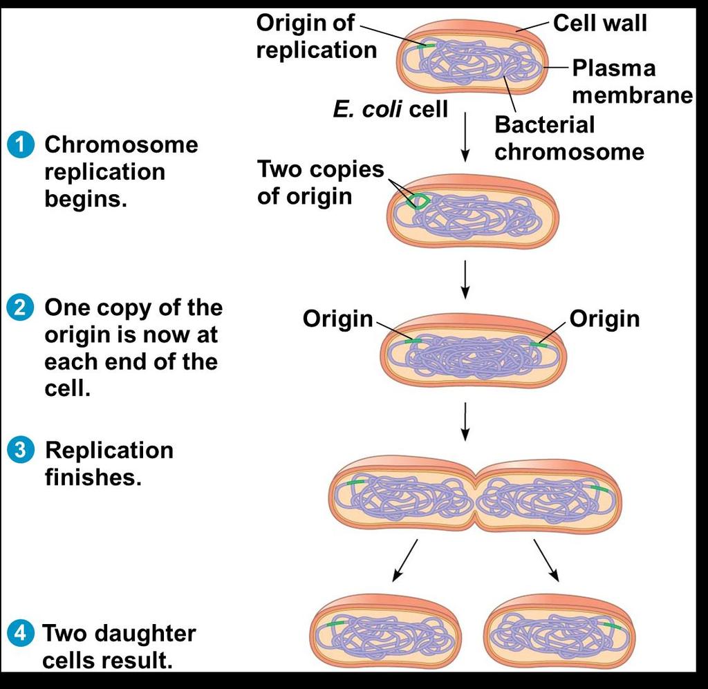 Binary Fission in Bacteria Prokaryotes reproduce by a type of