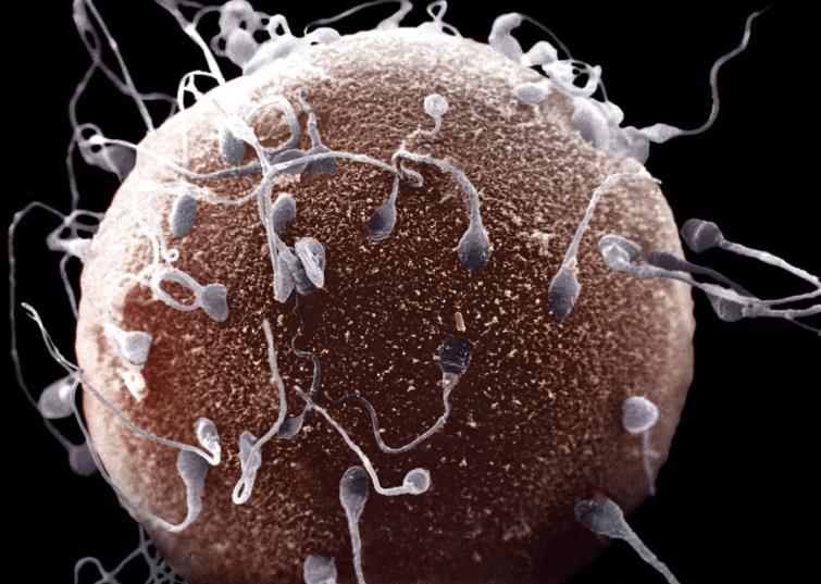 (reproductive cells: sperm and eggs) have