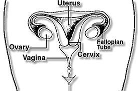 Predominant Flora: Vagina Vagina: diverse aerobes &