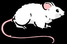 Experimental design Neu-transgenic mice harboring nonmutated neu were bred.
