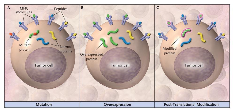Tumor associated antigens Image from Finn.