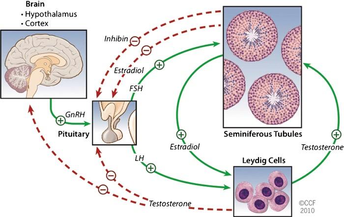 2 Spermatogenesis: An Overview 21