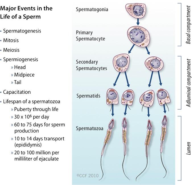 2 Spermatogenesis: An Overview 25