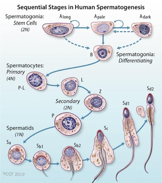 2 Spermatogenesis: An Overview 27