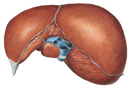Supracolic compartment Peritoneal structures: 1. Lig. falciforme hepatis lig. teres hepatis 2.