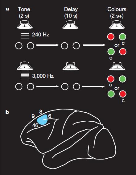 A prediction about executive memory comes from microelectrode studies in monkeys: prefrontal neurons integrate sensory information over time for the execution of behavioral acts that are contingent