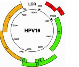 HPV Immunoescape L1 L2 Major capsid protein Minor capsid protein E1/2 Viral replication E4 E5 E7 E6 Assembly and release viral particle interacts with HLA-I heavy chain, resulting in reduced cell