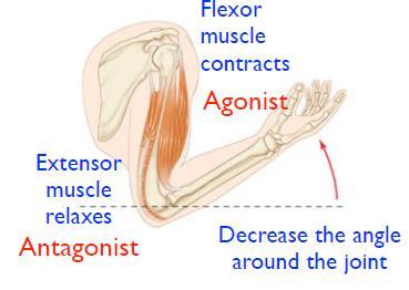 cntracts while ther relaxes Antagnist -> muscle that ppses the actin f the agnists muscle There is an increase in the angle arund the jint T relax a muscle, inhibit the neurns in them Flexin: The