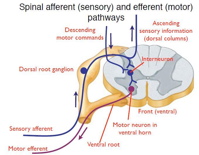 Alpha neurns -> innervate skeletal (extradusal) muscles (big muscles that cause yu t mve) Gamma neurns -> innervate muscle spindle (intrafusal) (muscle fibers) Lcated in the gray matter in spinal crd