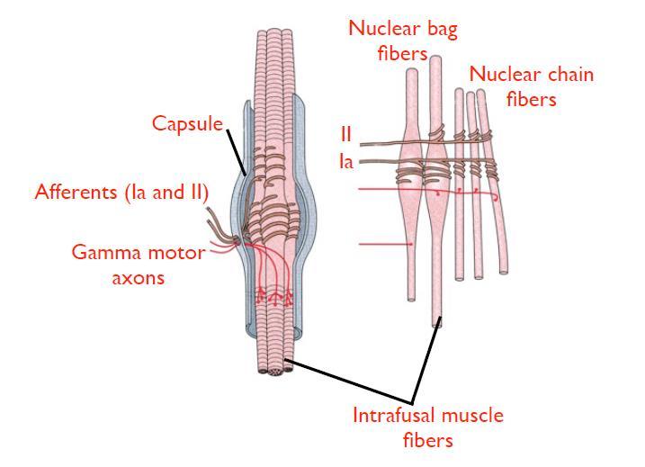 i. Glgi tendn rgan -> detects tensin in the muscle ii. Tendn -> attaches muscle t the bne iii. Muscle spindle -> small, embedded, parallel in the muscle, desn't cntribute t frce iv.