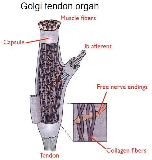 The cllagen fibers wrap arund the free nerve ending f the Ib afferents that g t the spinal crd When the rgan is stretched with frce, cllagen