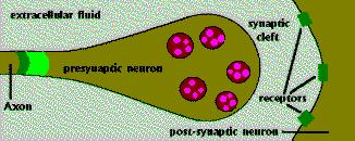 The neurotransmitter is manufactured by the neuron and stored in vesicles at the axon terminal.