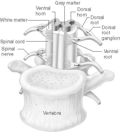 Two major portions of the spinal cord are the gray and white matter. Spinal Cord Gray matter is butterfly shape, central part of spinal cord, containing 2 pairs of horns.