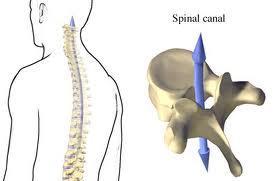 CNS: Spinal Cord Consists of neurons through the holes in the
