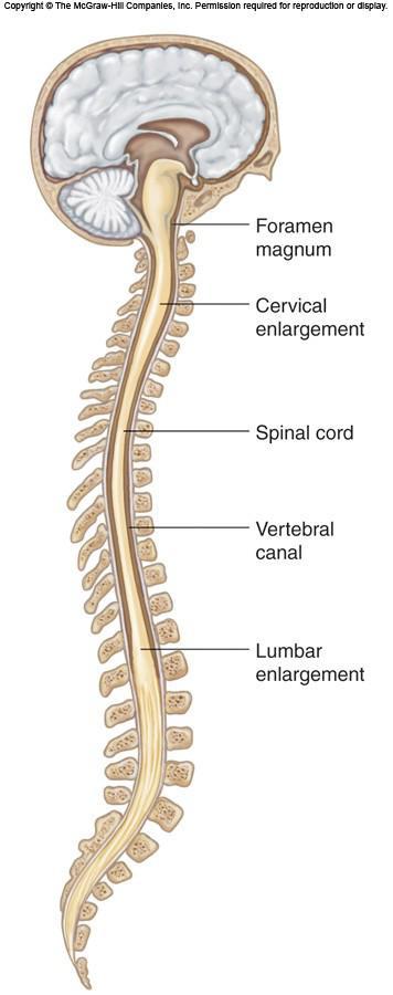 Functions of Spinal Cord 1.