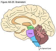 Brainstem Medulla Pons