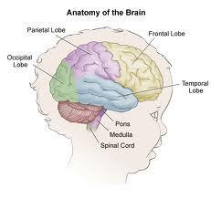Pons Links higher brain centers to cerebellum Relay