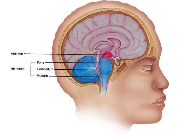Midbrain Smallest division of brainstem Neck &