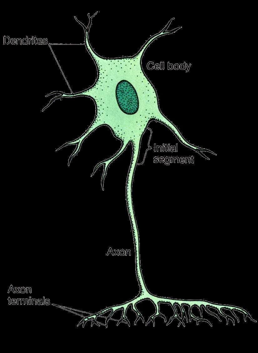 Receptive The Neuron s Function 8 Receptive segment (dendrites) Receives continuous synaptic input (chemical) from other neurons Conductive Conductive segment (axon) Conduction of neural