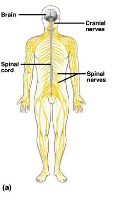 Divisions of the Nervous System Central Nervous System brain spinal cord