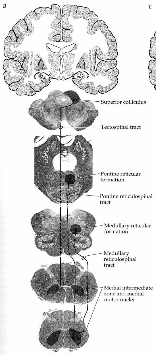 Reticulospinal Tract Many terminate in cervical cord. But, 2 projections to propiospinal neurons may influence lower axial muscles also. Pontine à ventral column.