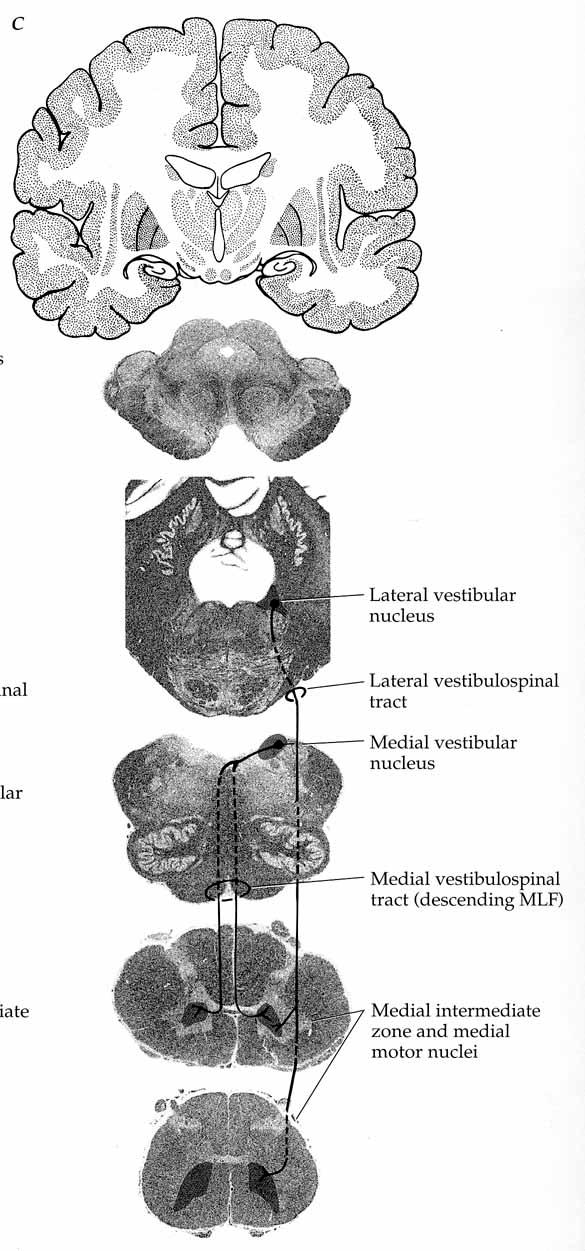 Vestibulospinal Tracts: Lateral vestibular nucleus à lateral vestibulospinal tract (to all spinal