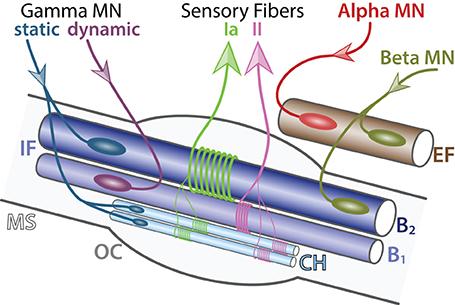 Beta Motor Neurons Innervate intrafusal muscle fibers