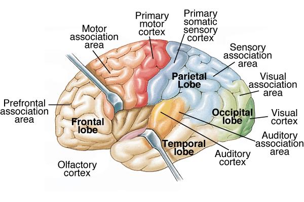 Func7onal areas of the cerebral cortex