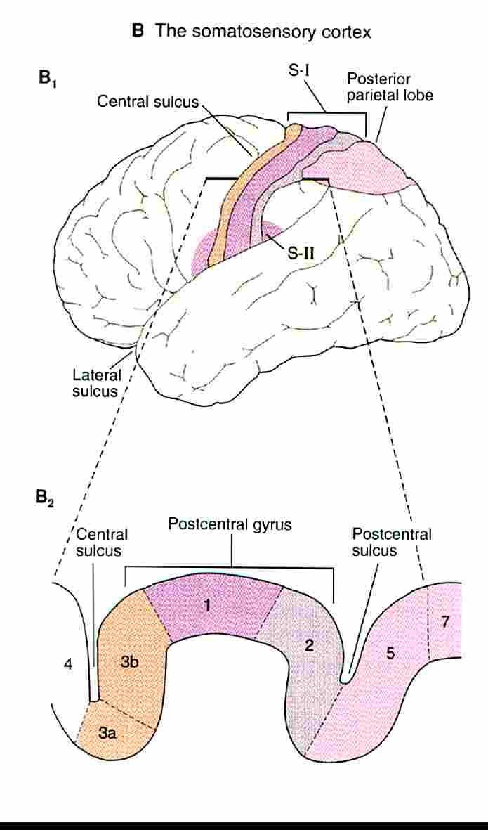 Somatosensory Cortex Subdivided into dis1nct regions, based on anatomical connec1ons &