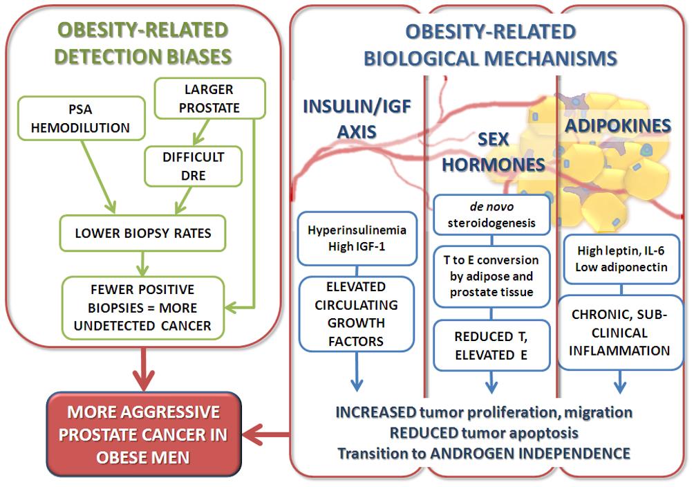Obesity-related detection biases and biologic mechanisms contributing to the association