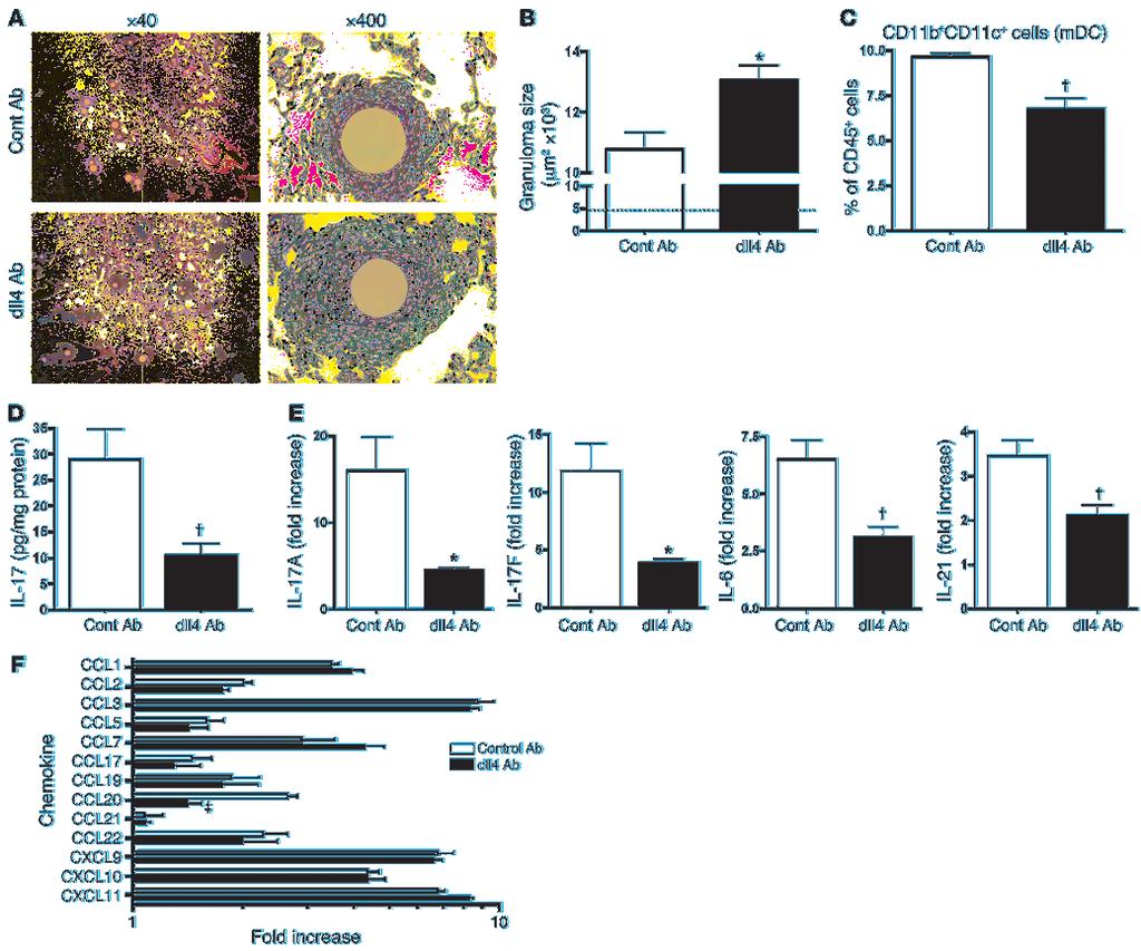 Figure 7 Passive immunization using Abs against dll4 increases granuloma size, abrogates the migration of DCs, and alters the expression of lung Th17-related cytokines and of CCL20.