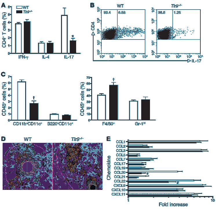 Figure 2 Impaired Th17 cell phenotype and migration of mdcs in Tlr9 / mice during pulmonary granuloma formation. (A) FACS analysis of intracellular staining of CD4 + cells for IFN-γ, IL-4, and IL-17.