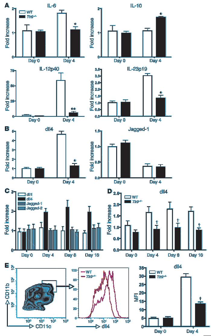 Figure 3 Lung DCs from Tlr9 / mice exhibit decreased expression levels of both Th17-related cytokine and dll4.