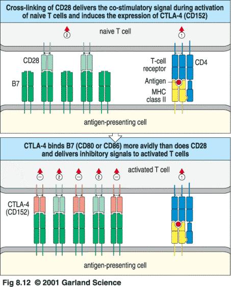 CTLA-4 blocks costimulation Fas induces apoptosis 41 42 CD28 and CTLA-4 T-cell activation through TCR and CD28 leads to surface expression of CTLA4 CTLA-4, also