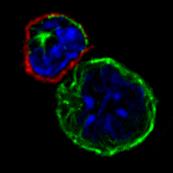 Blue-Nucleus CTLA-4 null mouse. Dies of massive lymphadenopathy at several weeks of age.