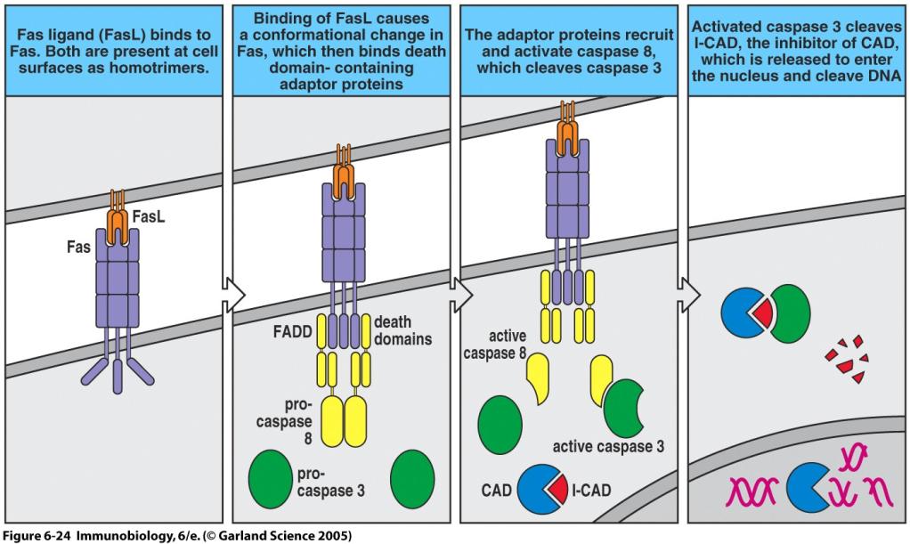 Fas signaling leads to programmed cell death Figure 6-24 One the T cell response is started, how is it turned off?