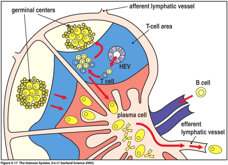 Naïve T cells enter lymph nodes via high endothelial venules (HEVs) Lymphoid Tissues 5 6 Response of CD4 T