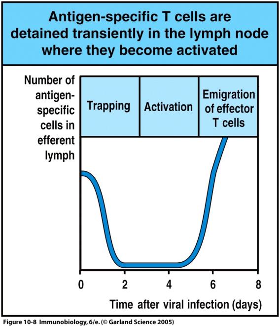 After activation, T cells remain in lymph nodes for 5-6 days 2 lymphoid organs bring cells of the immune
