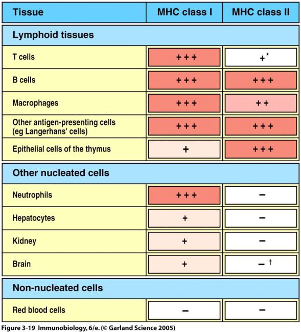 response How do T cells and antigen meet in the lymph node?