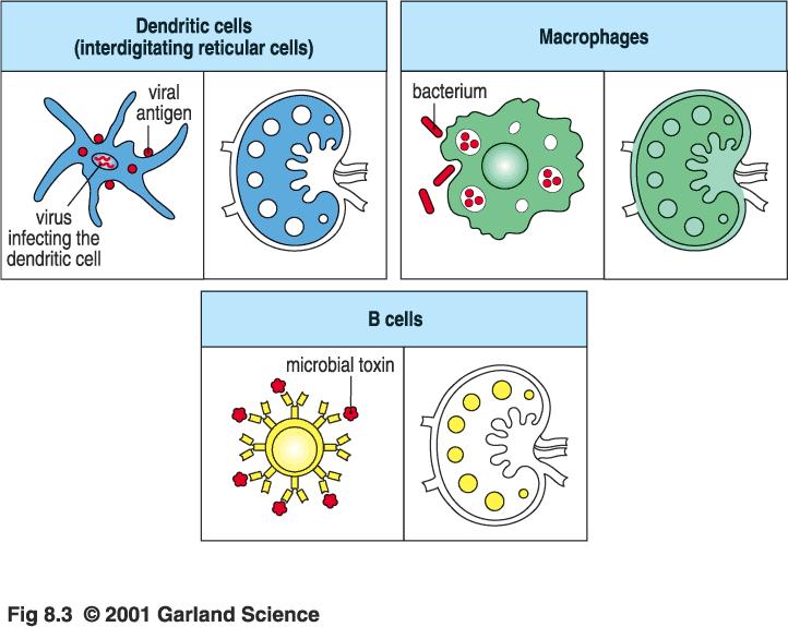 activators of naive T cells Dendritic cells Professional Antigen Presenting Cells Note: B cells are poor APCs
