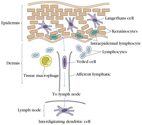 The Dendritic Cell Paradigm Dendritic cells pick up antigen at sites of infection and bring it to the regional lymph nodes or spleen DC are present at all epithelial barriers, where they are