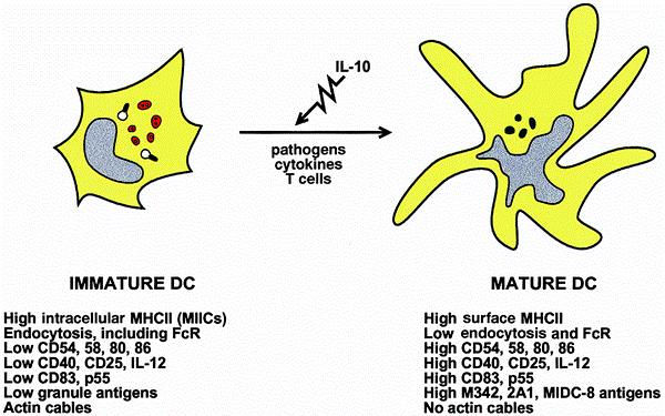 T-cell stimulation DC maturation DC activators signals include proinflammatory cytokines (IL-1, GM-CSF and TNF-α) and bacterial or viral products such as LPS, CpG motifs,